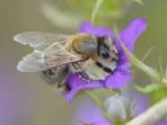 Biene auf violetter Blüte in Nahaufnahme