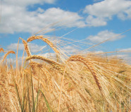 Weizenfeld in Nahaufnahme