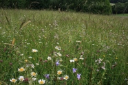 Wiese mit vielen Kräutern und blühenden Pflanzen