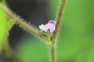 Filligrane Sojablüte