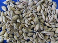 Aufgesprungene Körner sind eines der vielfältigen Merkmale, die bei der Selektion von Braugerstensorten eine wichtige Rolle spielen