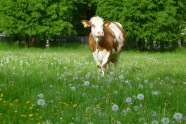 Milchkuh auf der Weide