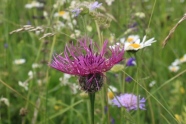 violette Pflanze in Blumenwiese