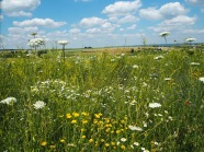 Blühende Wiese