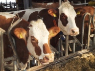 Zwei Rinder beim Fressen im Stall