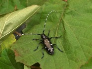 Käfer auf Blatt