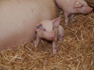 Ferkel im Stroh neben Mutterschwein