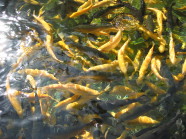 Goldene und dunkle Fische schwimmen in einem Schwarm