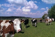 Kühe auf einer Wiese