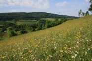 blühende Wiese