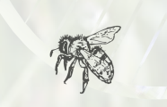 Zeichnung einer Biene