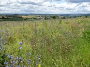 Landschaft mit Blühfäche