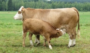 Kuh mit saugendem Kalb auf einer Weide