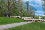 Lechtal-Lamm, Bildrechte liegen bei "Landschaftspflegeverband Stadt Augsburg e.V.".