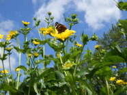 Feld mit großen, gelb blühenden Blumen, auf einer Blüte sitzt ein Schmetterling