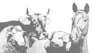Zeichnung von verschiedenen Bauernhoftieren