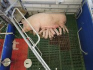 Schwein mit Ferkel in Bewegungsbucht