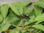 Asiatischer Moschusbockkäfer auf Kirschlaub