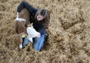 Frau füttert Kalb im Stroh