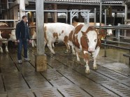 zwei Fleckviekühe im Rinderstall Grub