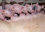 Ferkel am Gesäuge der Muttersau