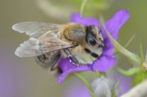 Biene auf violetter Blüte in Nahaufnahme