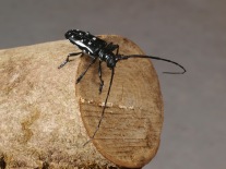 Käfer sitzt auf einem Baumstamm