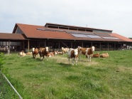Grub Solarzellen Milchviehstall