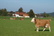 Cows on the pasture