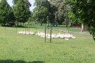Blick in ein Gänsegehege.