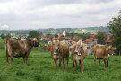 Mehrere Kühe auf der Weide. 