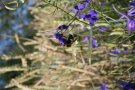 Eine Hummel auf einer Acker-Rittersporn-Blüte.