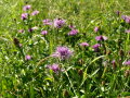 Eine Blume auf einer Wiese