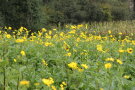 In breiter Fläche wächst die Durchwachsene Silphie, eine Blume mit feinen, gelben Blütenblättern (Quelle: LfL)