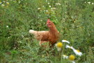 Ein Huhn auf der Wiese. 