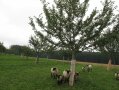 Mehrere Schafe stehen neben einem Jungbaum.