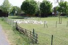 Weiße Gänse im Gehege.
