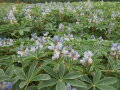 Blüte einer Weißen Lupine