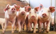 Mehrere Schweine im Stall.