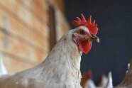 Weißes Huhn.