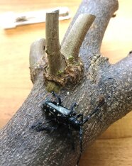 Käfer auf einem Baumstamm