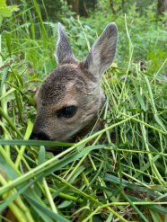 Ein Rehkitz sitzt im Gras.