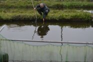 Ein Mann fischt in einem Karpfenteich.