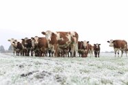Kühe bei Frost auf Weide