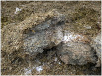 Das Bild zeigt Maissilage mit ausgeprägtem Schimmelpilzbefall