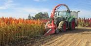 Traktor erntet Amarant auf dem Feld