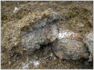 Maissilage mit ausgeprägtem Schimmelpilzbefall