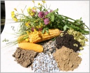 Bodenprobe, Mineraldünger, Gräser und Mais