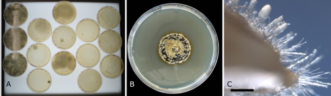 Petrischalen mit Pilzwachstum und vergrößerter Ausschnitt des Pilzmyzels